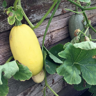 Spaghetti Squash 