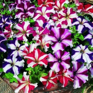 Ultra Mix Petunias