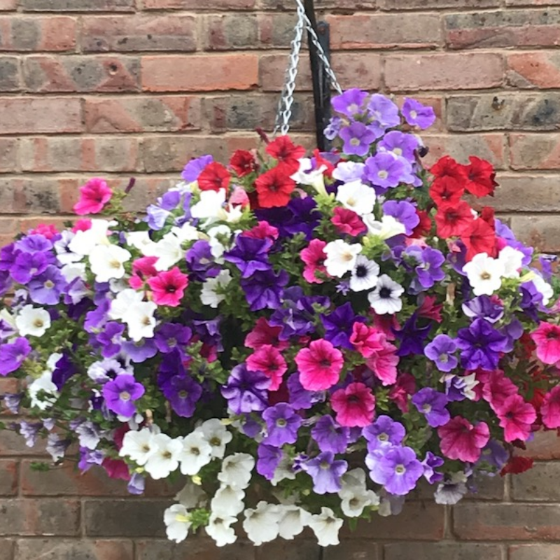 Hanging Basket Main Image