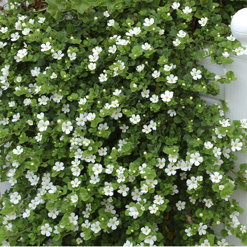 Trailing Snowflake Bacopa Main Image