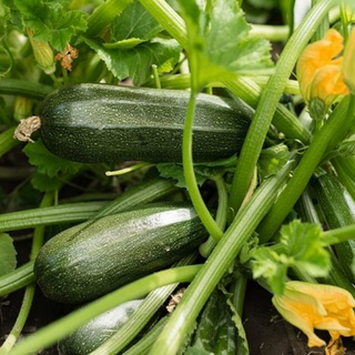 Green Zucchini 