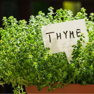 Thyme (herb)