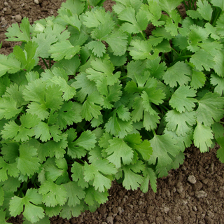 Cilantro (herb)