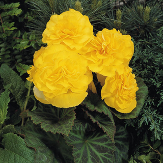 Tuberous Begonia (colour options)