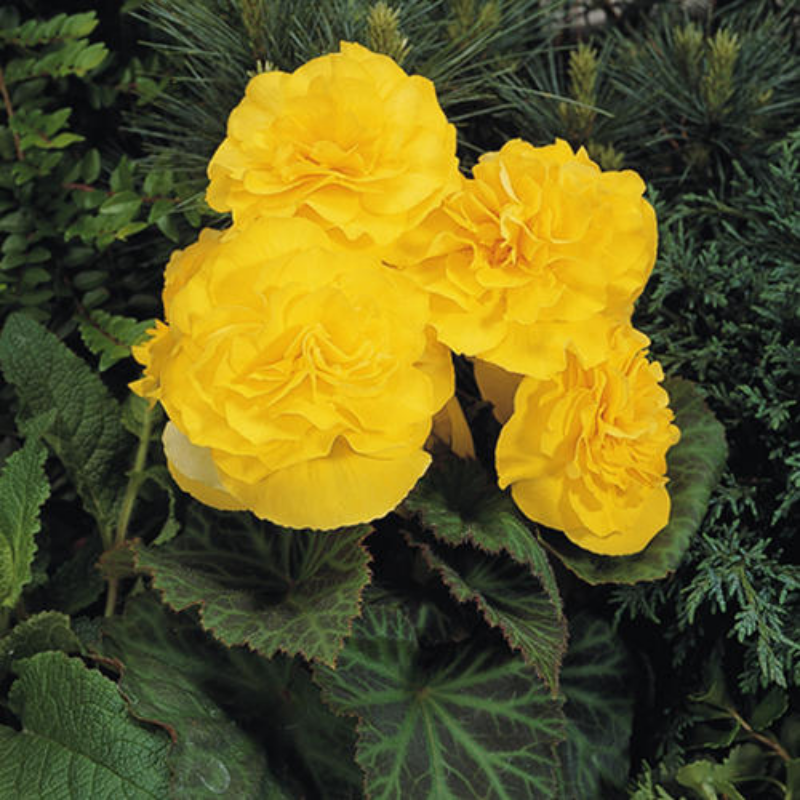 Tuberous Begonia (colour options) Main Image