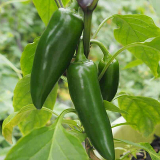 Jalapeno Pepper 