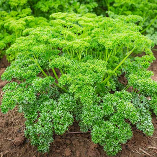 Parsley - curly (herb)