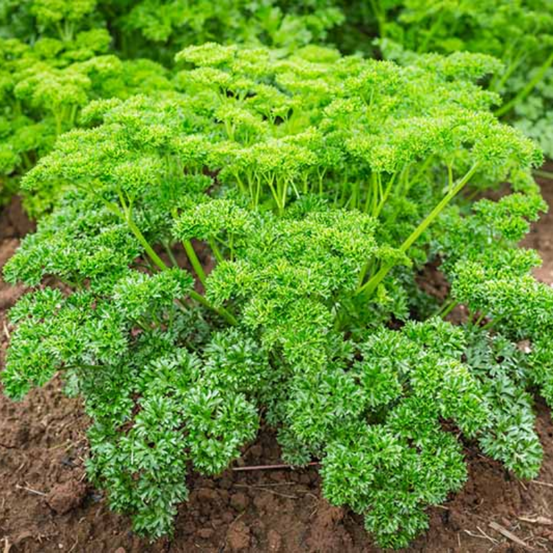 Parsley - curly (herb) Main Image