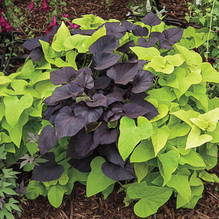 Sweet Potato Vine (colour options)