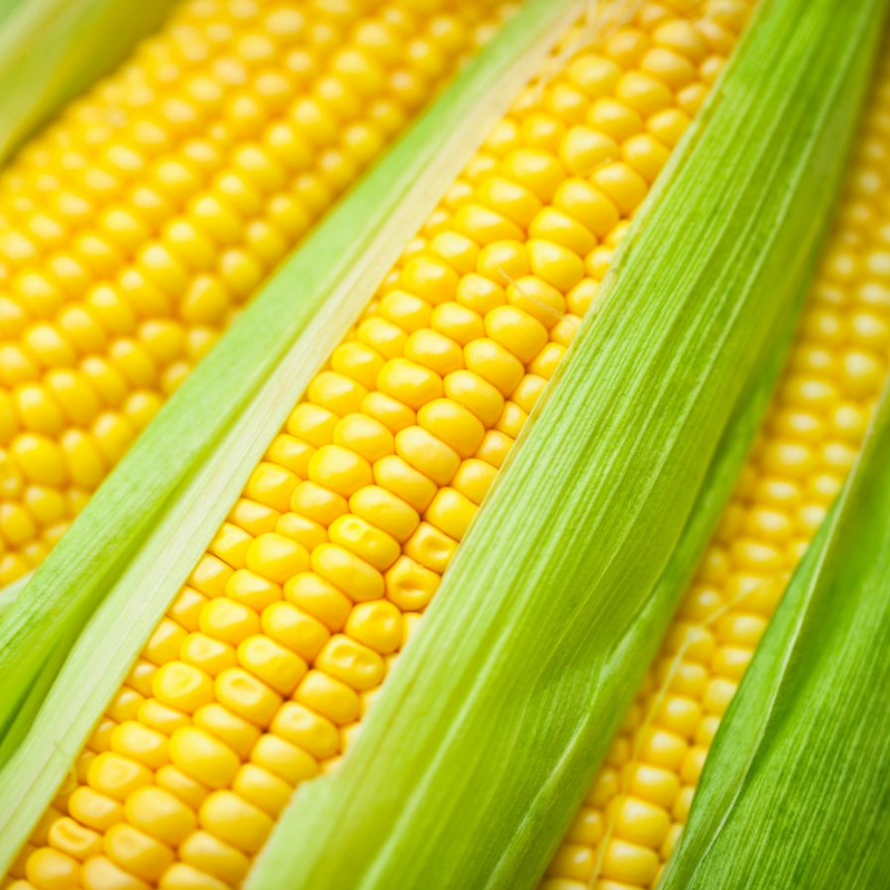 Corn Main Image