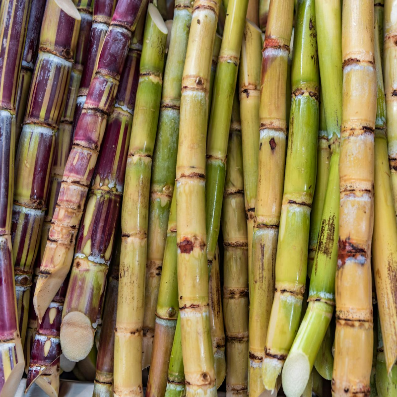 Sugarcane Main Image