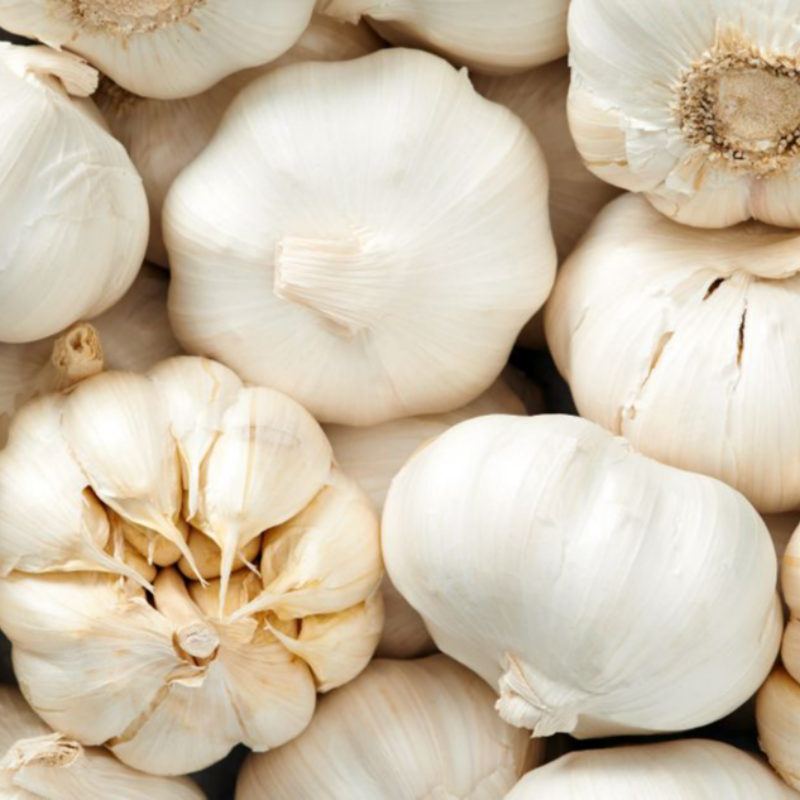 Garlic. Large Image