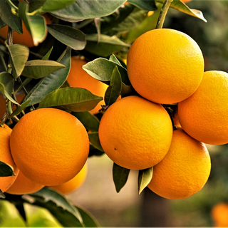 Oranges   (per dozen).