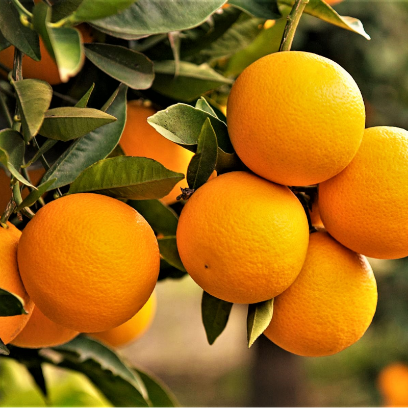 Oranges   (per dozen). Main Image