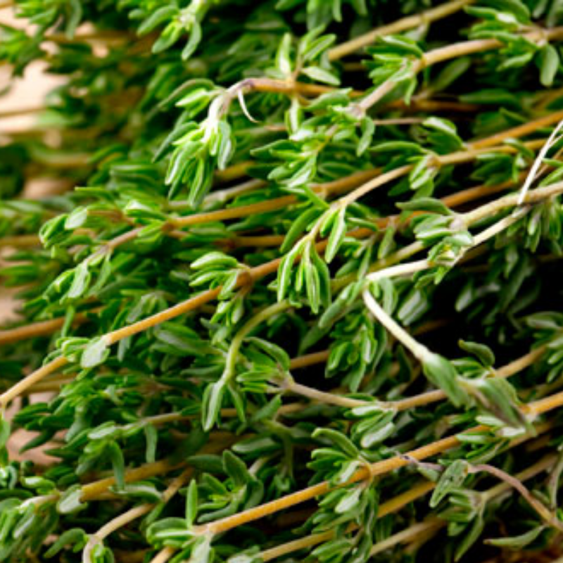 Thyme. Main Image