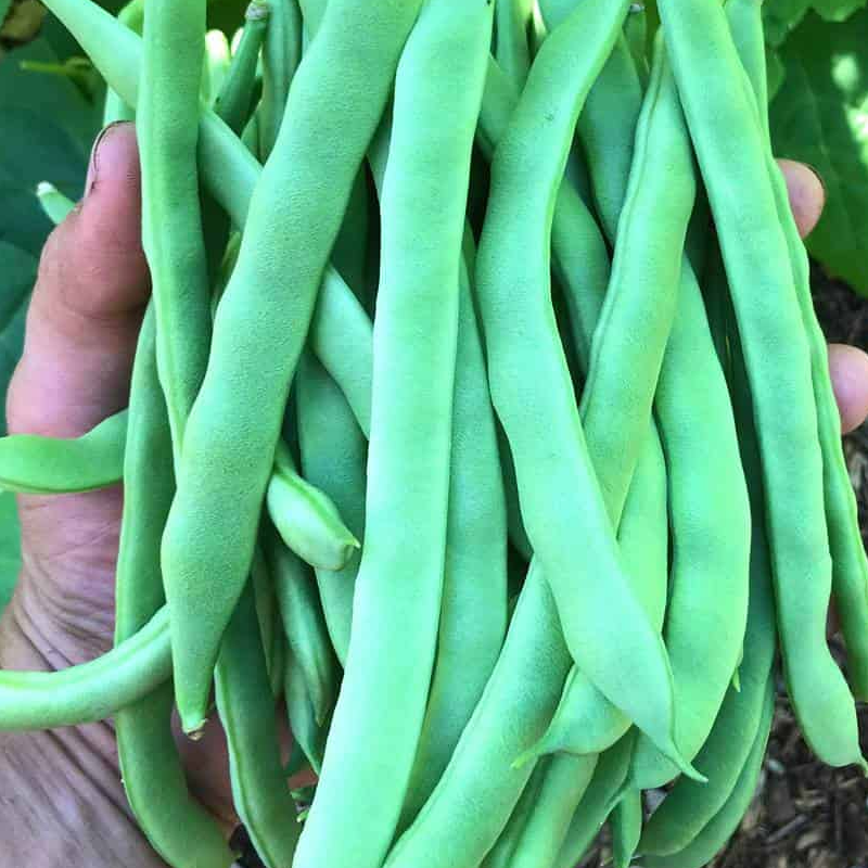 Green Beans Main Image