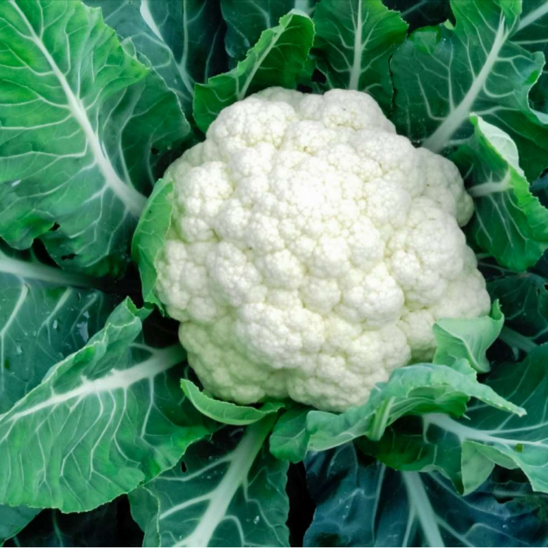 Cauliflower Main Image