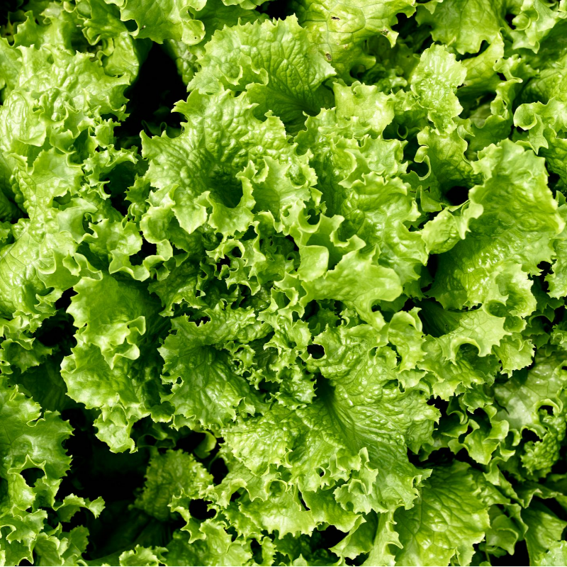 Lettuce Large Image