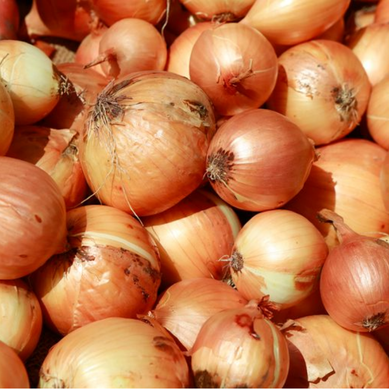 Onion. Main Image