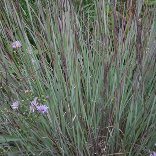 Little bluestem, Schyzachirium scoparium (4")