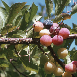 Beach plum, Prunus maritima (4" pot)