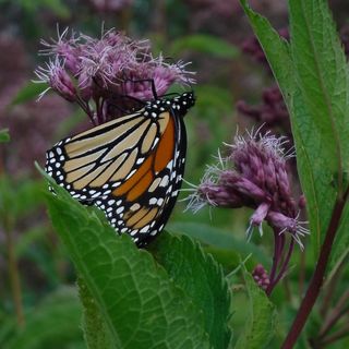 Joe Pye weed, Eutrochium maculatum?- species not confirmed (4" pots)