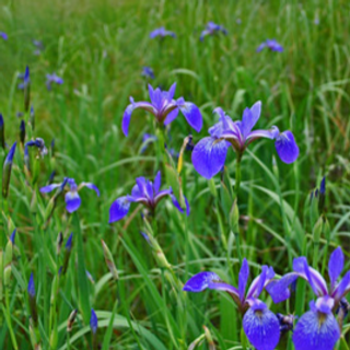 Blue flag iris, Iris versicolor (4" pot)