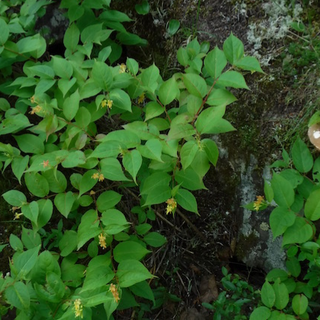 Bush honeysuckle, Diervilla lonicera (4" pot)