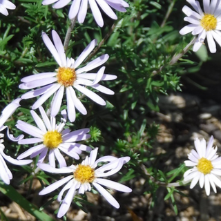 Flax-leaved stiff-aster, Ionactis linarifolia (4" pot)