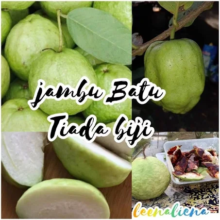 JAMBU BATU SEEDLESS