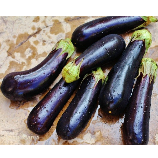 Melongene (Eggplant)