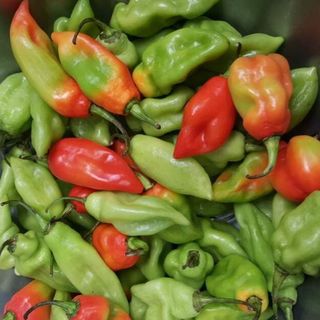 Pimento Peppers