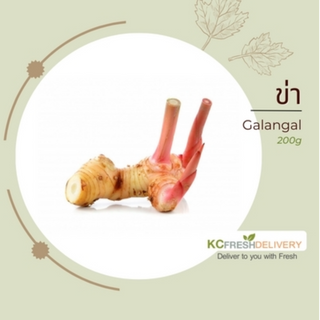 ข่า Galangal 200g