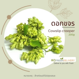 ดอกขจร Cowslip creeper 100g