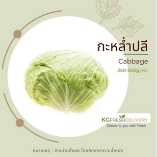 กะหล่ำปลี Cabbage 