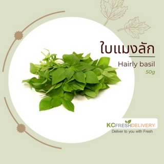 ใบแมงลัก Hairly basil  50g