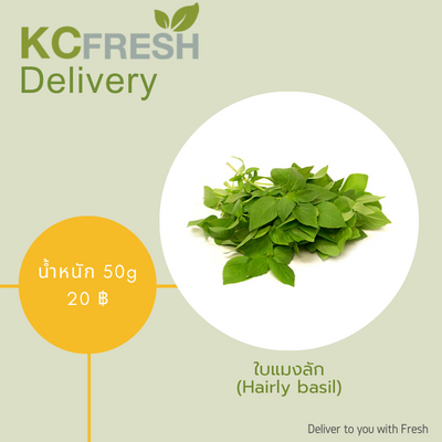 ใบแมงลัก Hairly basil  100g Main Image