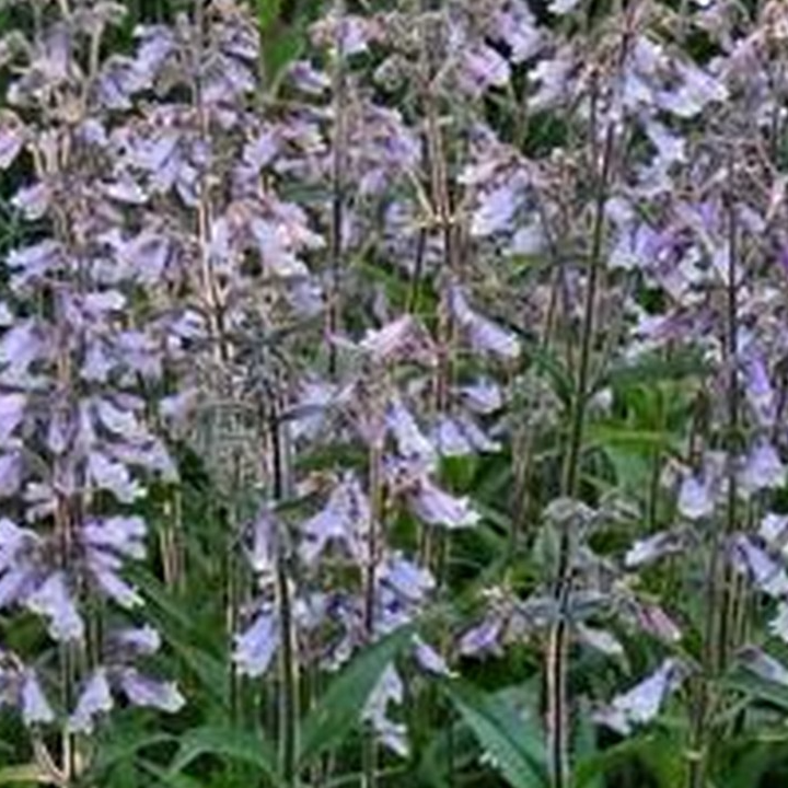 Hairy Beardtongue
