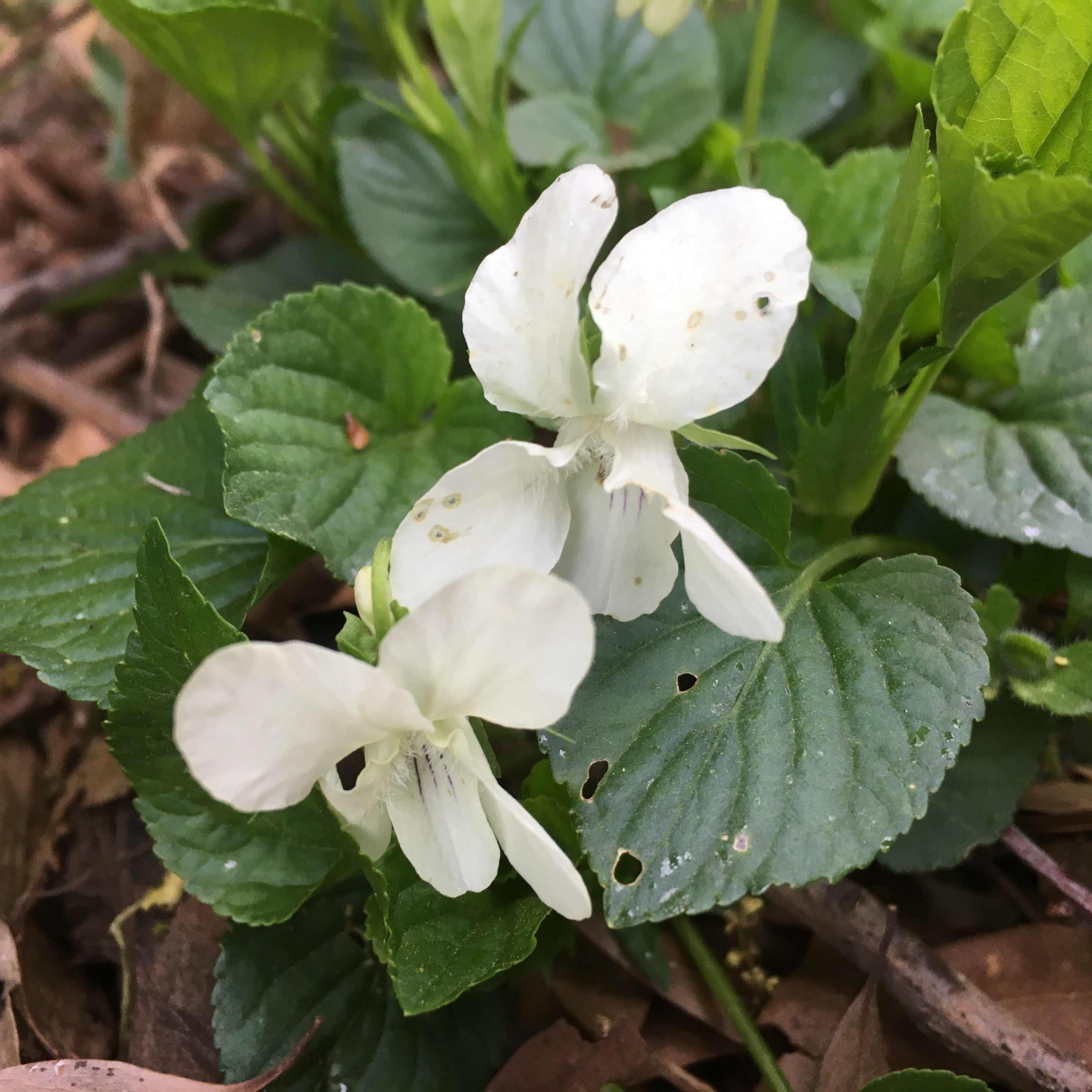 Striped cream violet