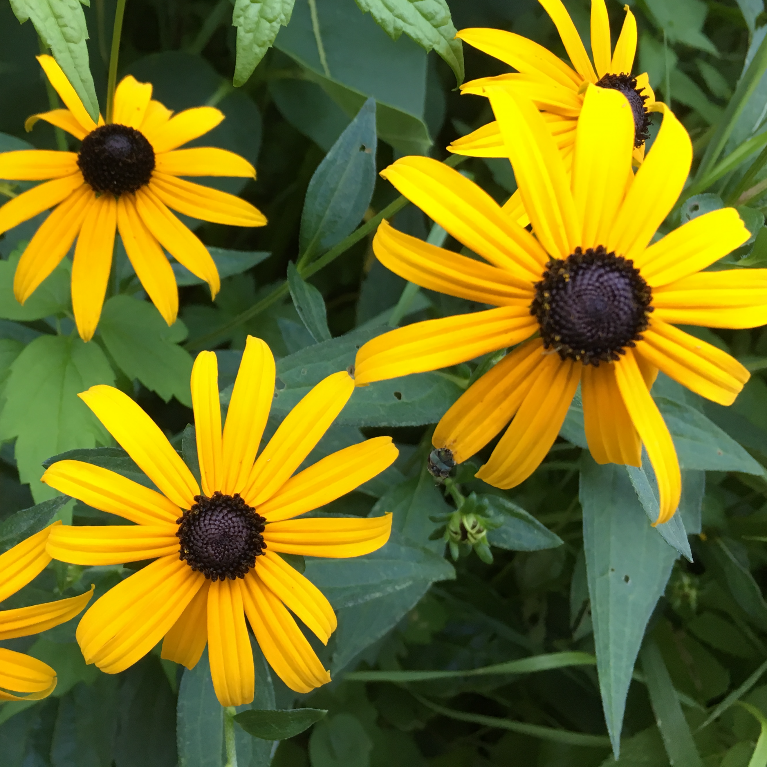 Sweet Black-eyed Susan