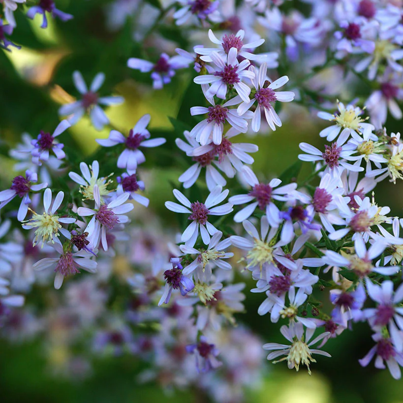Blue Wood Aster