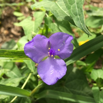 Spiderwort/Spider Lily