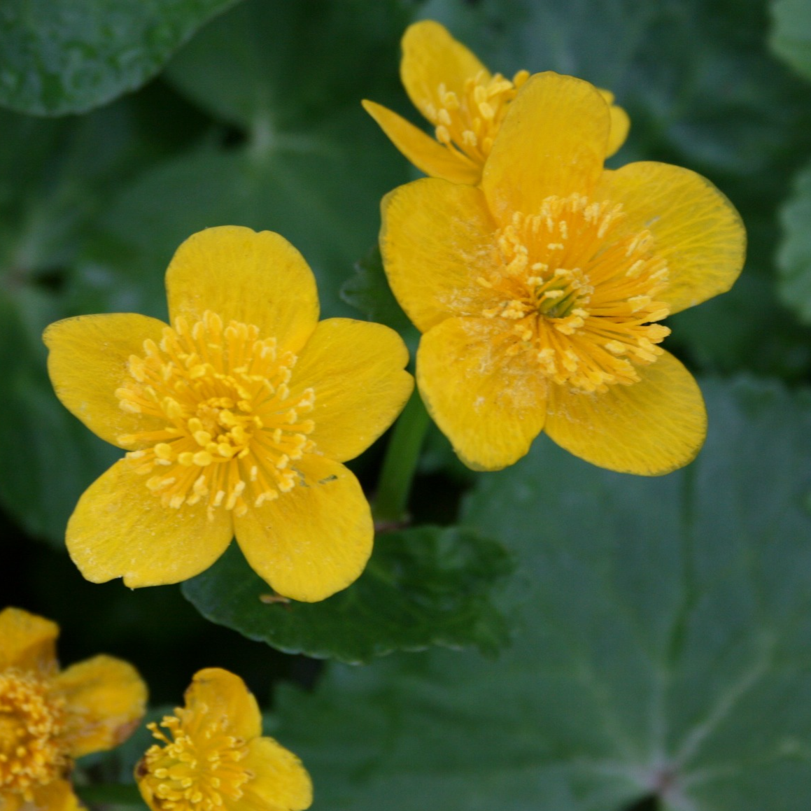 Marsh Marigold