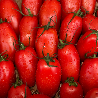 TOMATE TORINO ALLONGÉES 🇫🇷