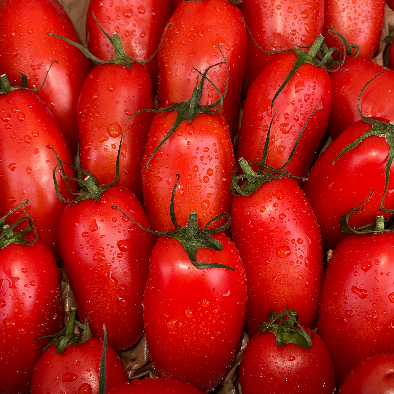 TOMATE TORINO ALLONGÉES 🇫🇷 Main Image