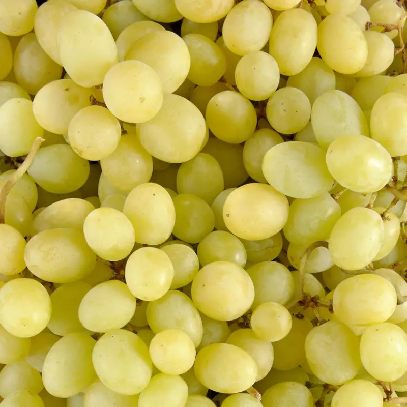 RAISIN SANS PÉPINS Blanc Espagne La grosse grappe Main Image