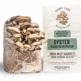 Oyster (Pleurotus ostreatus) Kit