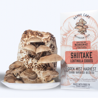 Shiitake (Lentinula edodes) Kit