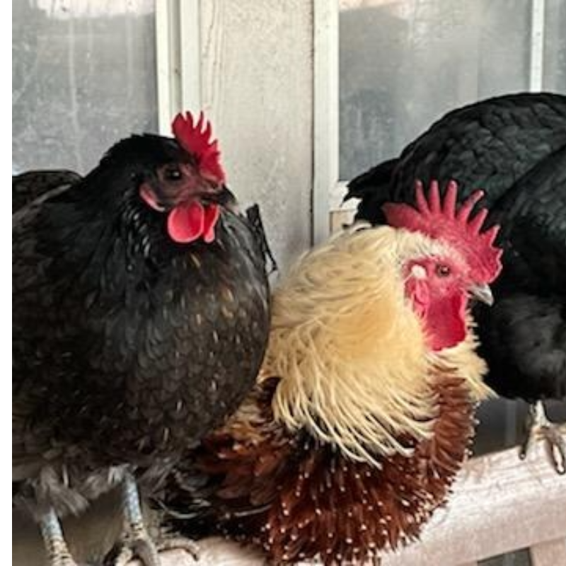 Chicken eggs - Peanut Hill