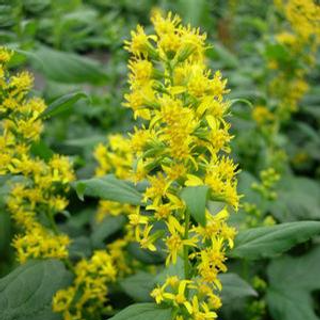 Zig-zag goldenrod